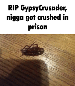 lmao.gif