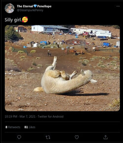 alpaca what.jpg