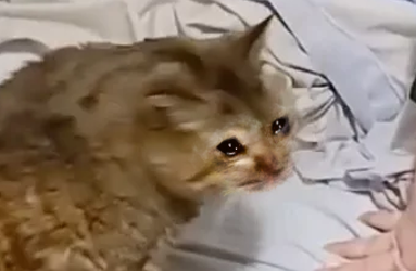 timbit close-up sad.png