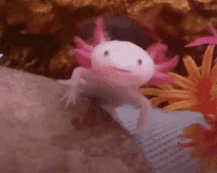 b5d11132d0c8df22c62105be7c7889cf.gif