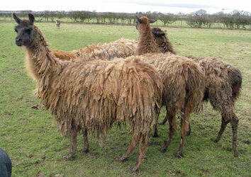 Llamas1.jpg
