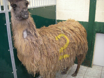 Llamas2.jpg