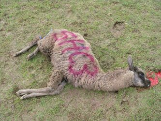 llamas3.jpg
