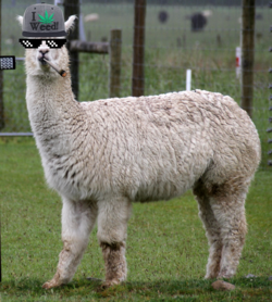 alpacaweed.png