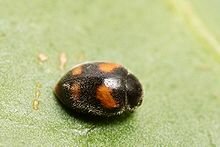 220px-Nephus_quadrimaculatus.jpg