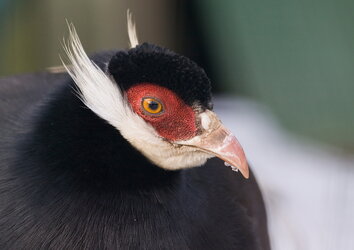 Brown-eared-pheasant.jpg