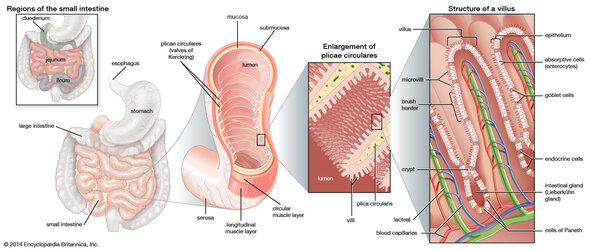 intestine-Structures-wall-projections-folds-mucous-membrane.jpg