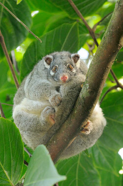 green-ringtail-possum-pseudochirops-archeri-10126161.jpg