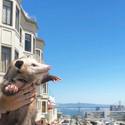 animal possum 20200626_163513.jpg