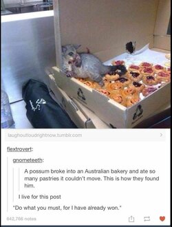 animal possum B2E15D96-3D2C-4340-95CA-B0D380CA3B08.jpeg