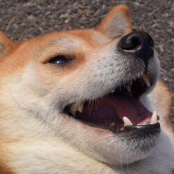 laughing_doggo.jpg