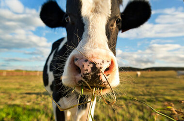 Real cow eating grass.jpg