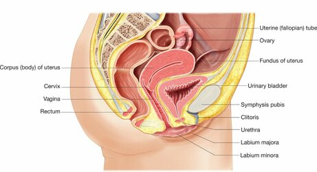 Woman-reproductive-organ-location-sagittal-view.jpg