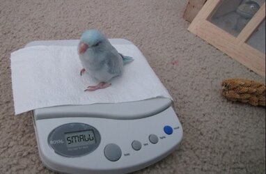 smol.jpg