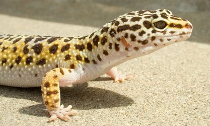 Leopard-Gecko-1000x600.jpg