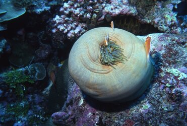 Anemone-with-tentacles-retracted-Palau.jpg