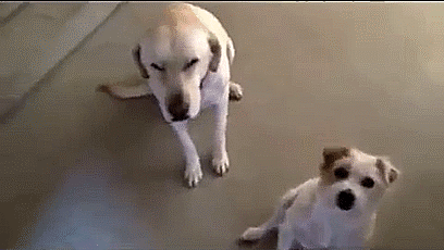Re19efa891ae19a81be395f2e2b4d46f5.gif