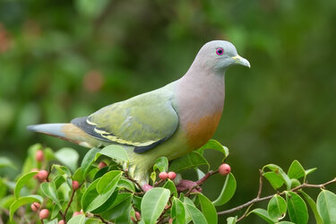 colourful birb.jpg