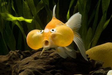 bubble-eye-goldfish-1.jpg