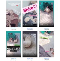 ferretupdates.png