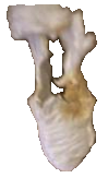 assnap 2.png