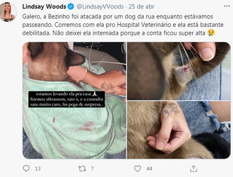 Gato.png