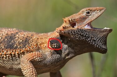 BeardDragonmouth270810-8298_LI.jpg