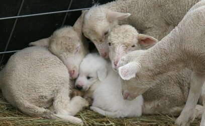 Lambs hugging a puppy.jpg