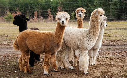 alpacasboombust.jpg