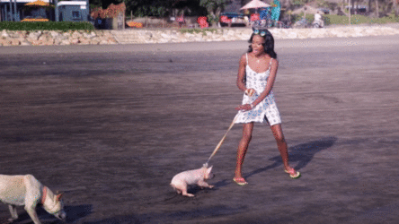 pig.gif pig.gif