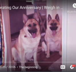 dogs.PNG
