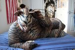 1286035091.huskywolf_kittypup__4_.jpg.ccdbf7a2bb6e6617e737b69be839cd79.jpg