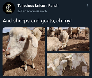 68492747.png