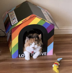 catpridemad.png