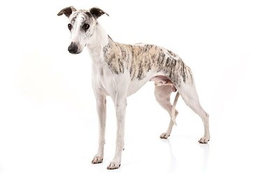 Whippet-On-White-01.jpg