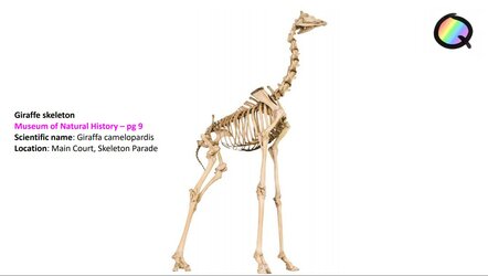 gir.jpg