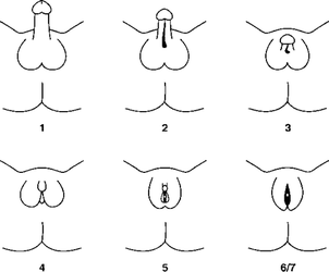 dick and balls.png