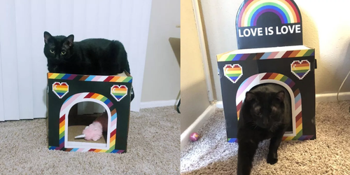 gaycat.png
