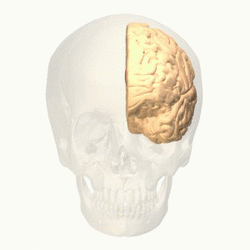 Anterior_cingulate_gyrus_animation.gif