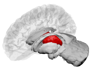 320px-Thalamus_-_DK_ATLAS.png