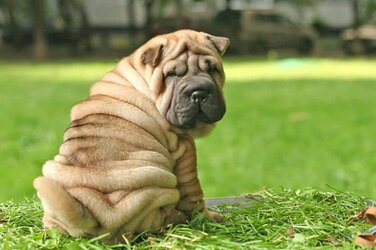 Shar_pei_puppy_age_2_months.jpg