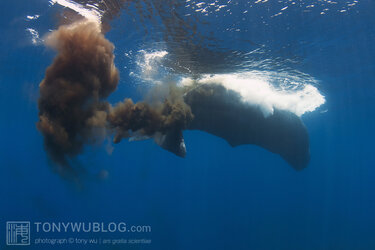sperm-whale-defecation-201104-0719.jpg