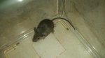 mouse.jpg
