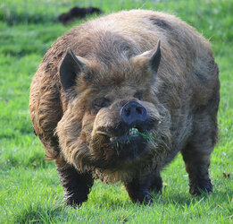 KuneKune.jpg