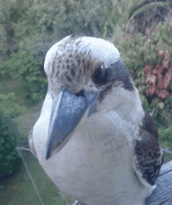 cowbirb.gif