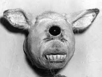 oneeyedcalf.jpg
