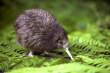 bird-kiwi.jpg