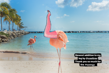 flamingo in the wild.png