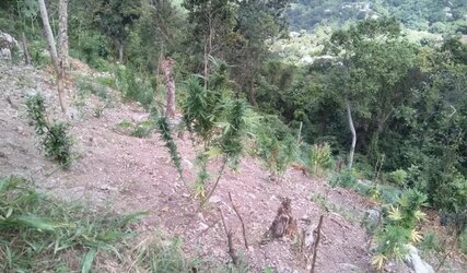 Cpotplants.jpg