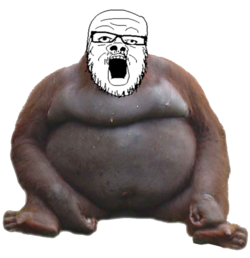 soy315.png